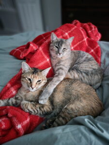 Animal Reiki