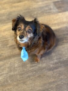 Animal Communication